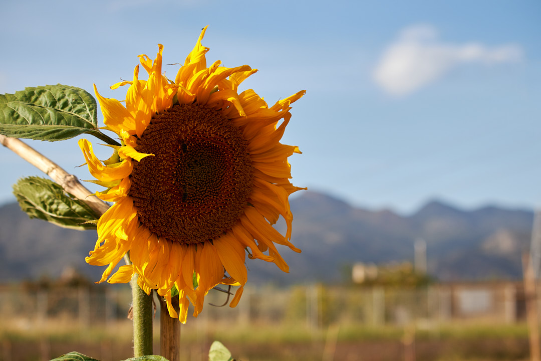 Un sencillo blog con una gran labor: caso real del Huerto social Mas d'Enriera